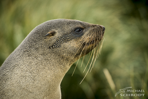 Seelöwe Robbe Südgeorgien Südpol