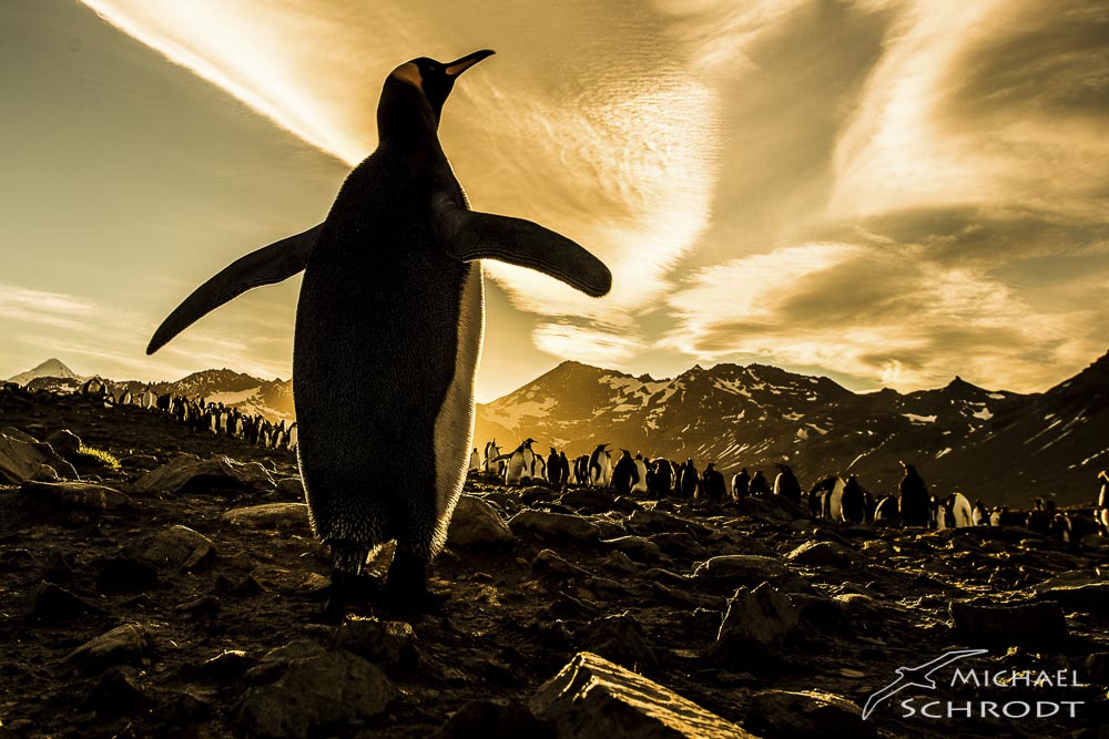 Südgeorgien Pinguine Königspinguin